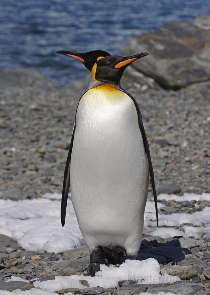 IMG_4205c.jpg - King Penguin (Aptenodytes patagonicus)
